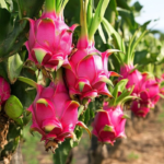 Dragon Fruit plant Red