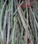 Kalli mullaiyaan / Iluvaan - Image 2