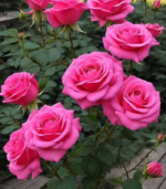 Paneer Rose