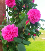 Paneer Rose - Image 2