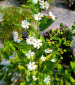 Pavala malli - Image 2