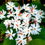 Pavala malli