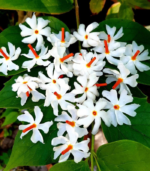 Pavala malli
