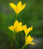 Rain lily - Image 2