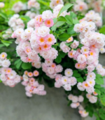 Rose malli - Image 2