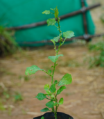 Ven Thoothuvalai - - Image 3