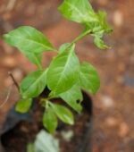 Sivappu marudhaani | சிவப்பு மருதாணி - Image 3