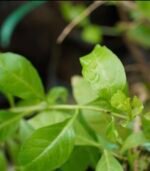 Sivappu marudhaani | சிவப்பு மருதாணி - Image 4
