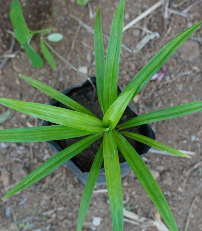 untitled-design-1-19 Rambai plant | ரம்பை செடி - Image 1