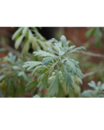 Silver dust | சில்வர் டஸ்ட் - Image 3