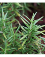 Rosemary  | ரோஸ்மேரி - Image 3