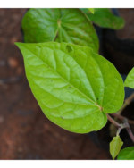 Vettrilai | வெற்றிலை - Image 2
