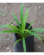 Rambai plant | ரம்பை செடி - Image 3