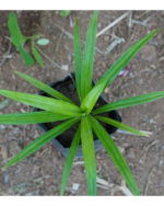 Rambai plant | ரம்பை செடி - Image 2