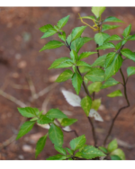 Poonai Meesai | பூனை மீசை செடி - Image 3