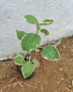 Variegated Karpooravalli | வெள்ளை கற்பூரவள்ளி - Image 2