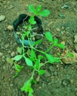 Poduthalai | பொடுதலை - Image 2