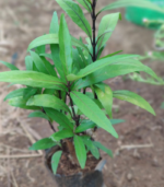 Neer Nochi | நீர் நொச்சி