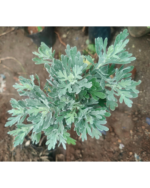 Silver dust | சில்வர் டஸ்ட் - Image 2