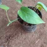 Pothos plant without pot/போத்தோஸ் செடி